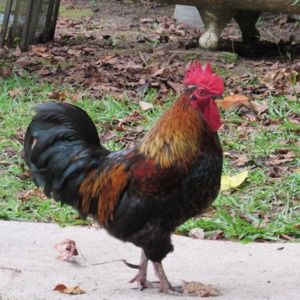 Meet your Posher, Rhonda